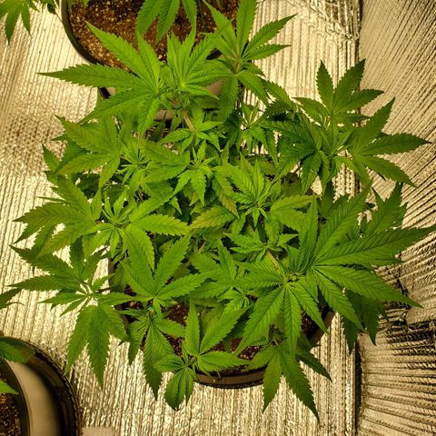 Blue Haze #1 growlog timeline photo
