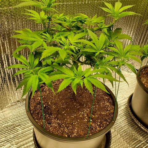 Blue Haze #1 growlog timeline photo