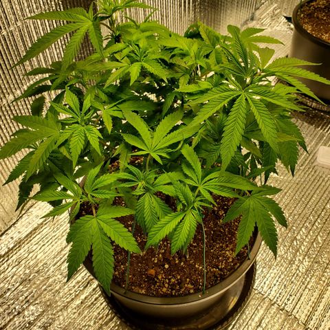 Blue Haze #1 growlog timeline photo