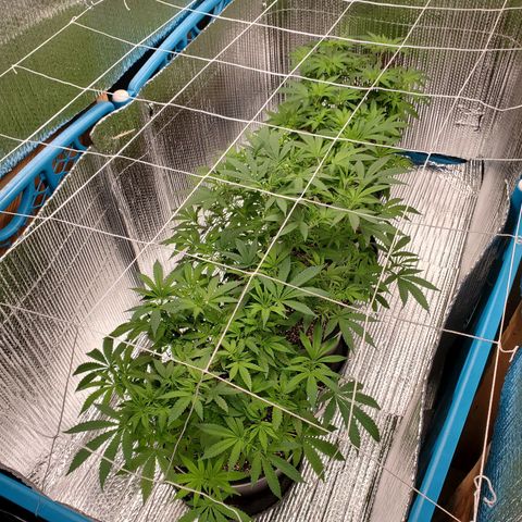 Blue Haze #1 growlog timeline photo