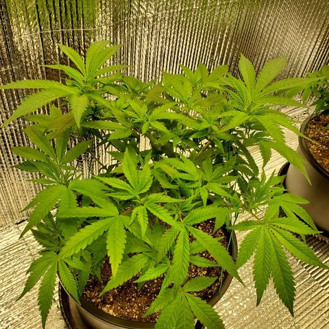 Blue Haze #1 growlog timeline photo