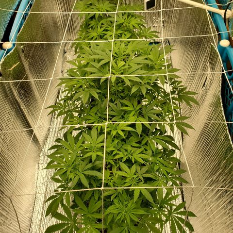 Blue Haze #1 growlog timeline photo