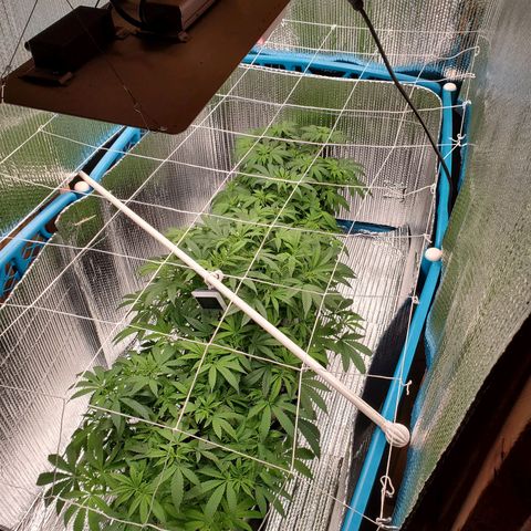 Blue Haze #1 growlog timeline photo