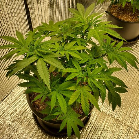 Blue Haze #1 growlog timeline photo