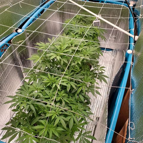 Blue Haze #1 growlog timeline photo