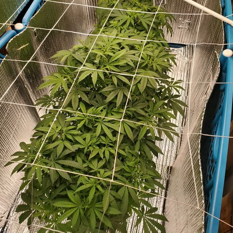 Blue Haze #1 growlog timeline photo