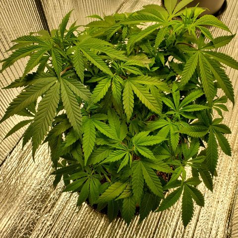 Blue Haze #1 growlog timeline photo