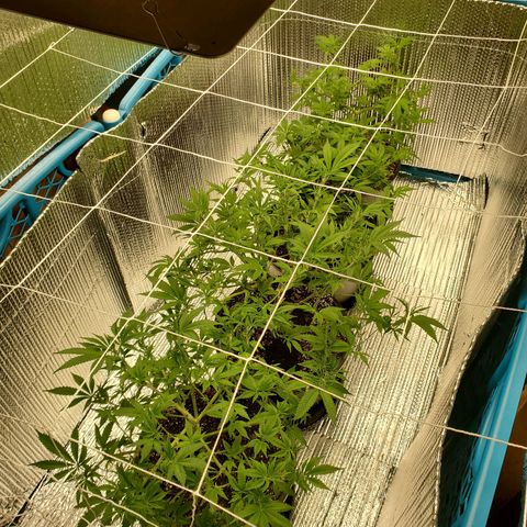 Blue Haze #1 growlog timeline photo