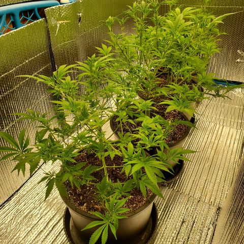 Blue Haze #1 growlog timeline photo