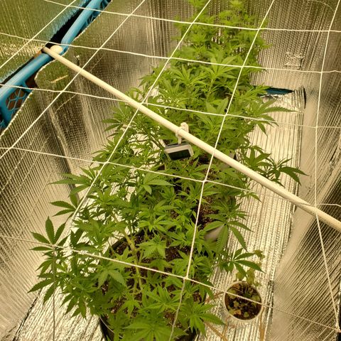 Blue Haze #1 growlog timeline photo