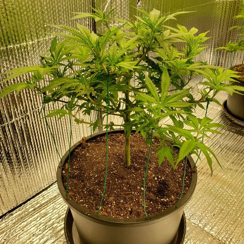 Blue Haze #1 growlog timeline photo