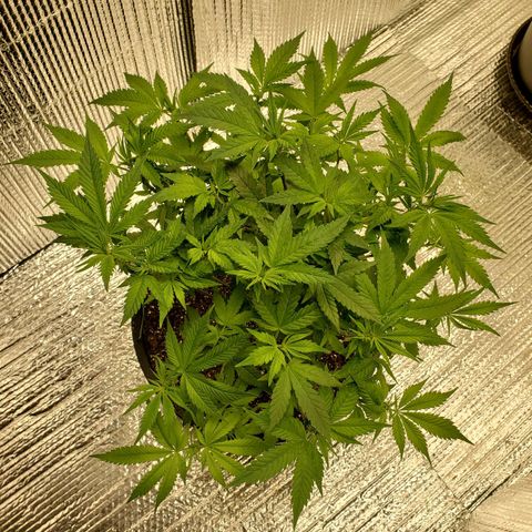 Blue Haze #1 growlog timeline photo