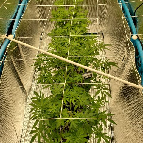 Blue Haze #1 growlog timeline photo