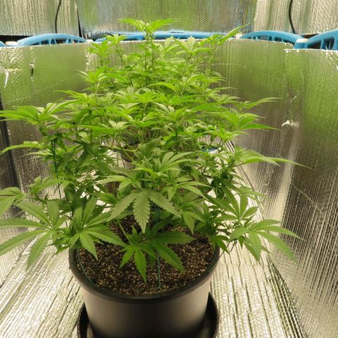 Blue Haze #1 growlog timeline photo