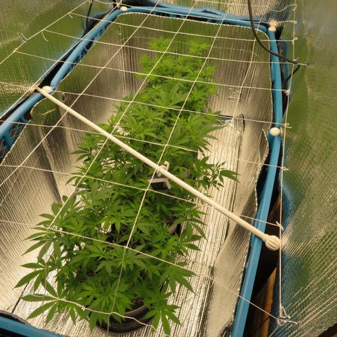 Blue Haze #1 growlog timeline photo