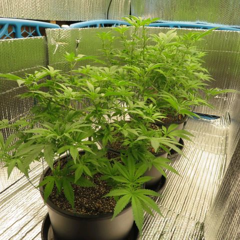 Blue Haze #1 growlog timeline photo