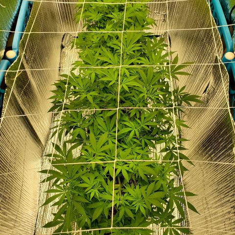 Blue Haze #1 growlog timeline photo