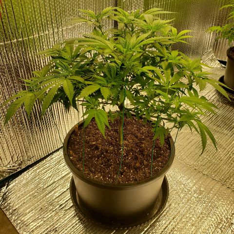 Blue Haze #1 growlog timeline photo