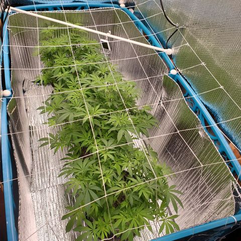 Blue Haze #1 growlog timeline photo
