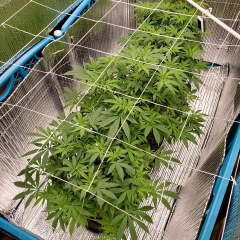 Blue Haze #1 growlog timeline photo