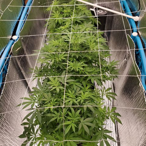 Blue Haze #1 growlog timeline photo
