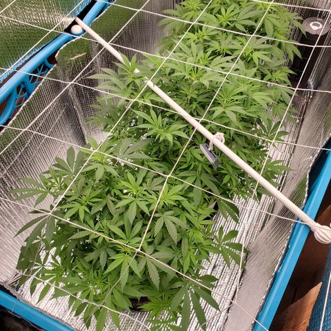 Blue Haze #1 growlog timeline photo