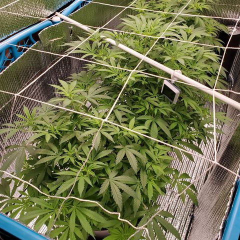 Blue Haze #1 growlog timeline photo
