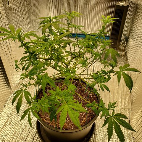 Blue Haze #1 growlog timeline photo