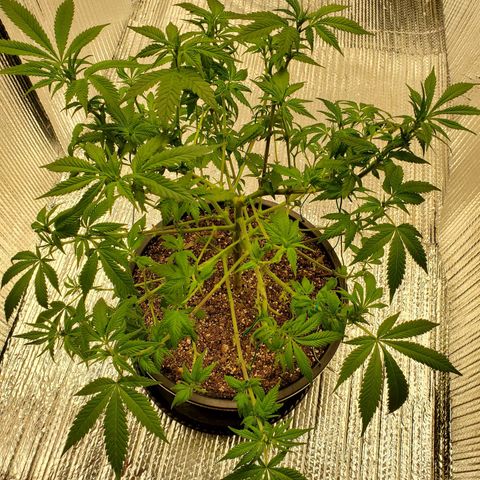 Blue Haze #1 growlog timeline photo