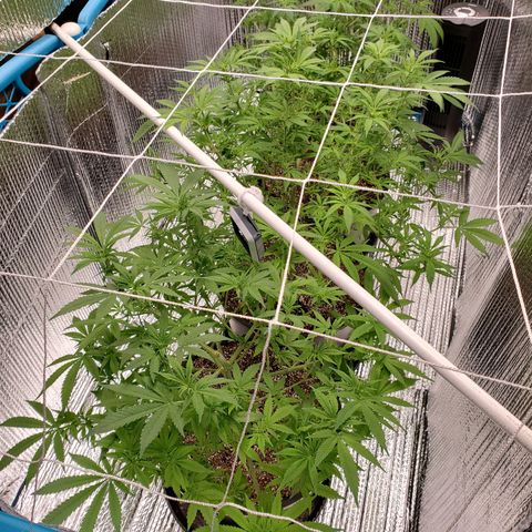 Blue Haze #1 growlog timeline photo