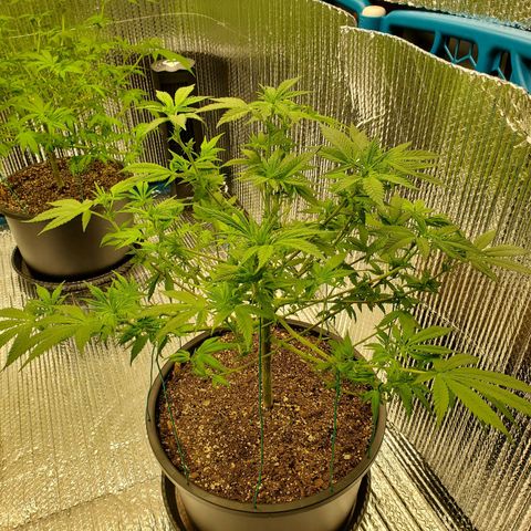 Blue Haze #1 growlog timeline photo