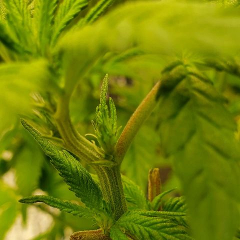 Blue Haze #1 growlog timeline photo