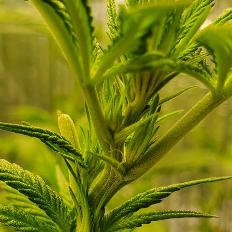 Blue Haze #1 growlog timeline photo
