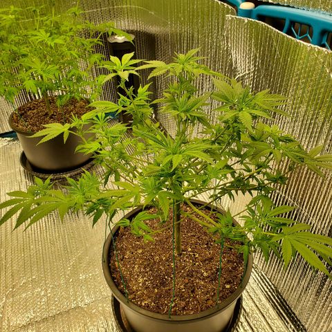 Blue Haze #1 growlog timeline photo
