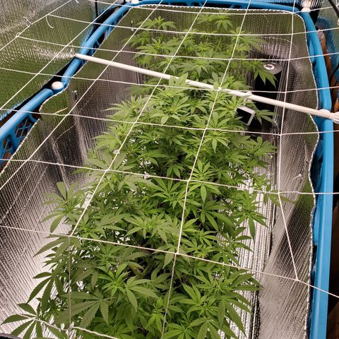 Blue Haze #1 growlog timeline photo