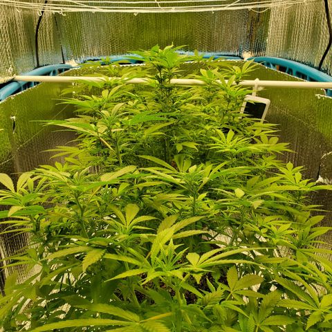 Blue Haze #1 growlog timeline photo