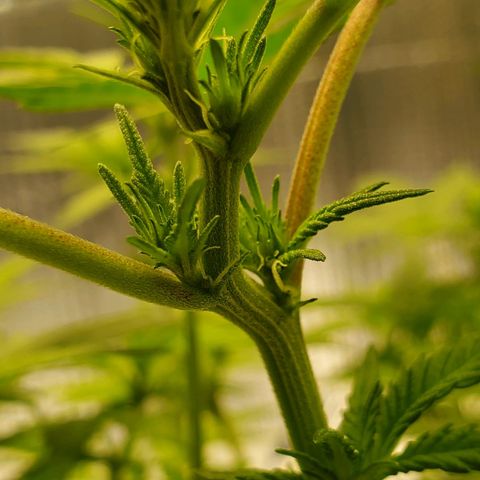 Blue Haze #1 growlog timeline photo