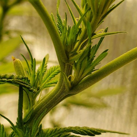 Blue Haze #1 growlog timeline photo