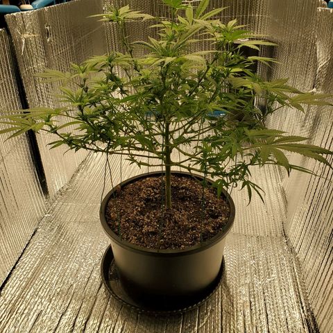 Blue Haze #1 growlog timeline photo