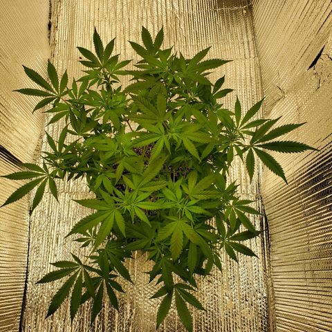 Blue Haze #1 growlog timeline photo