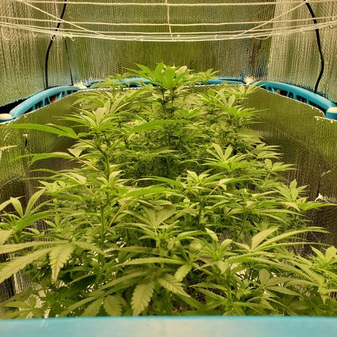 Blue Haze #1 growlog timeline photo