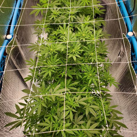 Blue Haze #1 growlog timeline photo