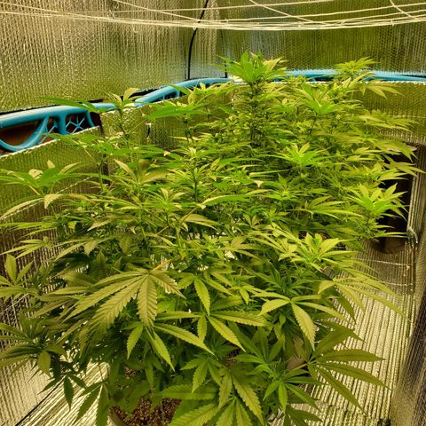 Blue Haze #1 growlog timeline photo