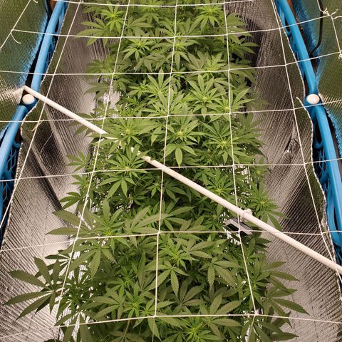 Blue Haze #1 growlog timeline photo