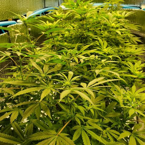 Blue Haze #1 growlog timeline photo
