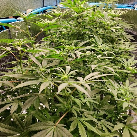 Blue Haze #1 growlog timeline photo