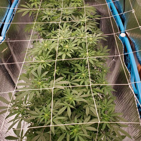 Blue Haze #1 growlog timeline photo