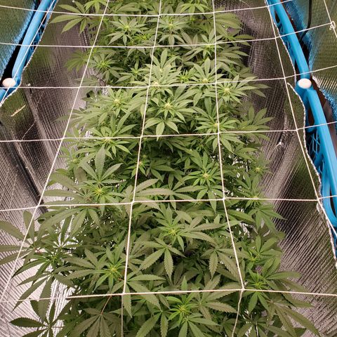 Blue Haze #1 growlog timeline photo