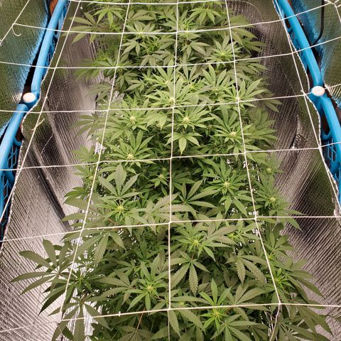 Blue Haze #1 growlog timeline photo