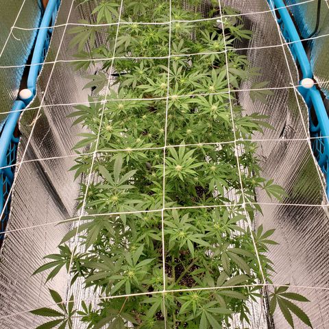 Blue Haze #1 growlog timeline photo